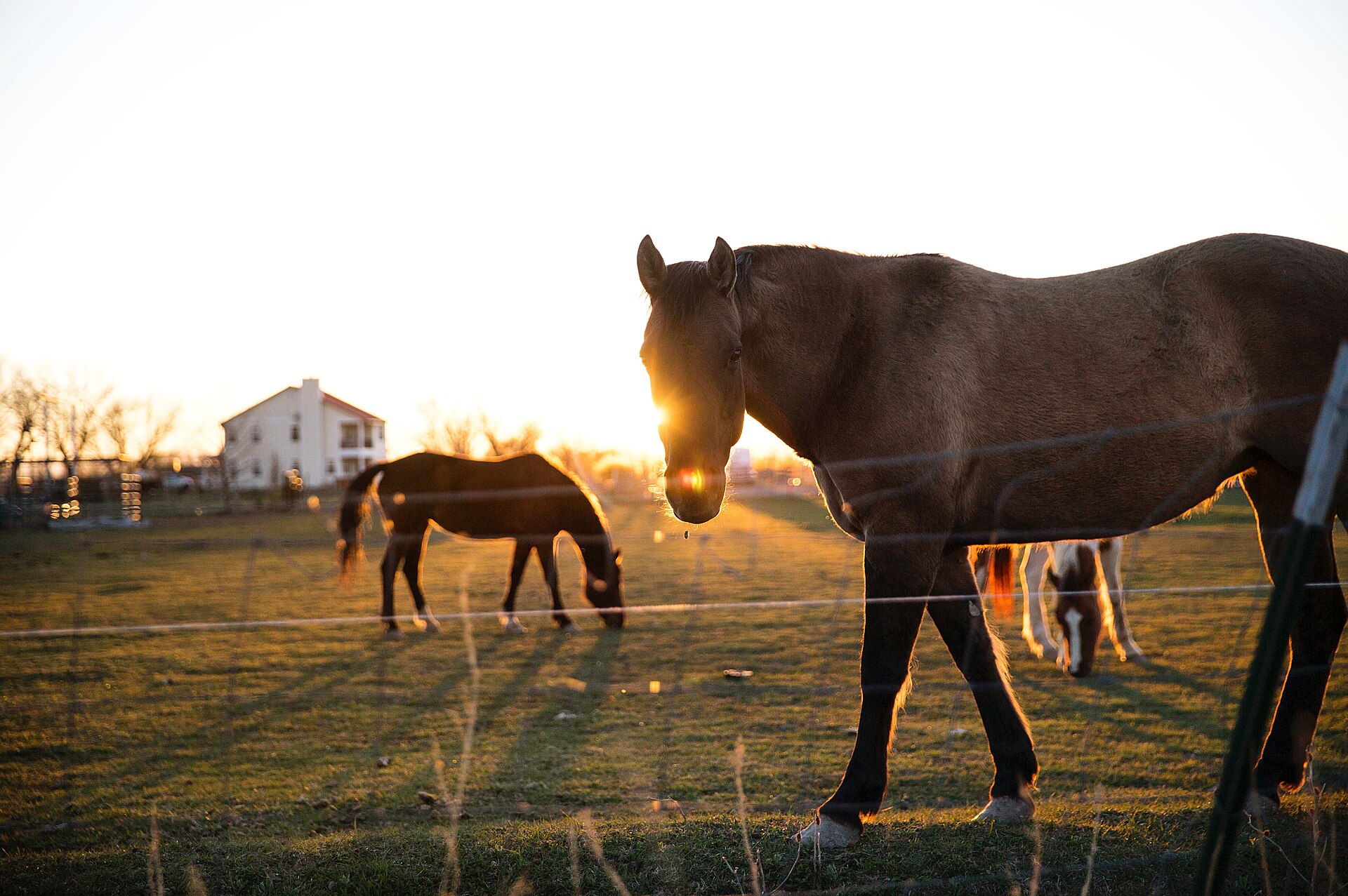 Shoreline Stable