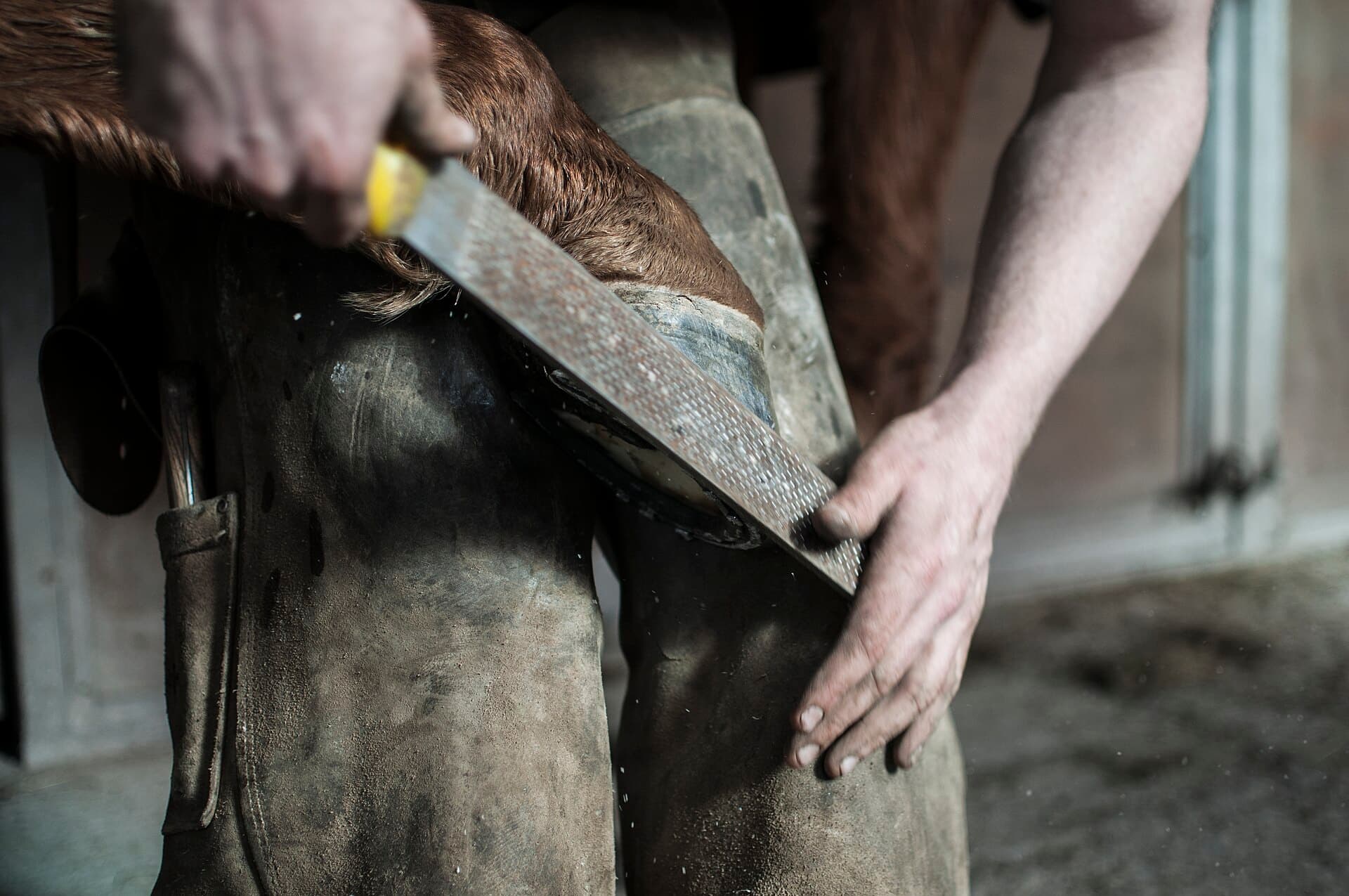 A stable owner caring for a horse